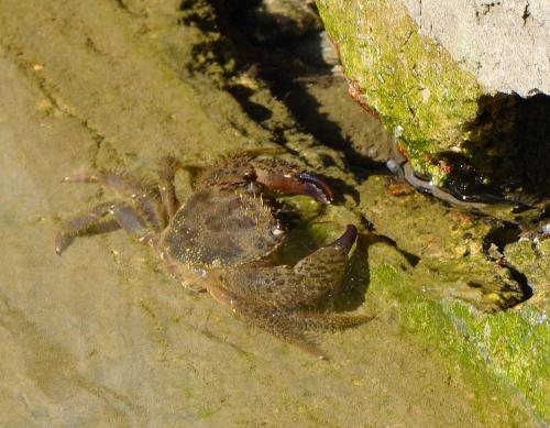 Eriphia verrucosa